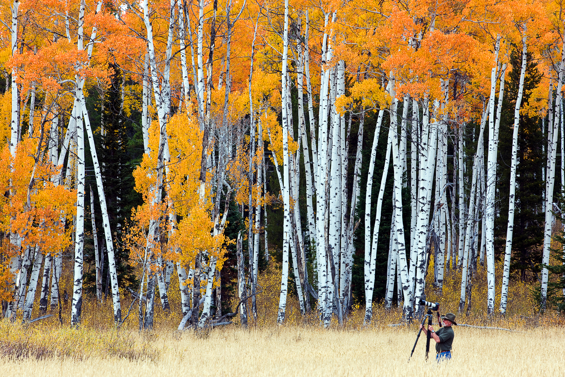 Photographer shooting Aspen trees golden in autumn color, near Rt. 89/287 and Arizona Island, Grand Teton National Park, Wyoming, USA