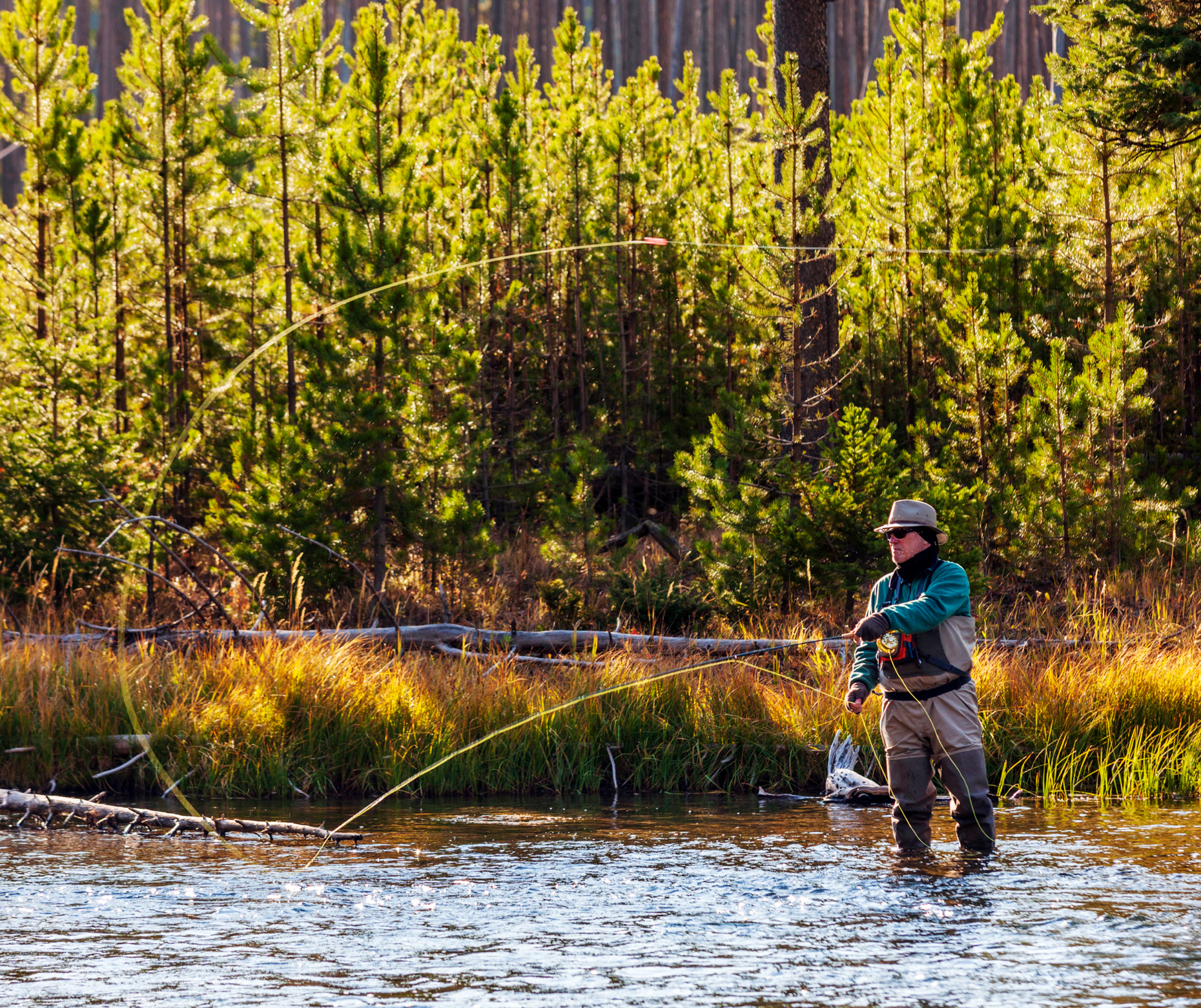 Early morning view of fly fisherman, Madison River, Yellowstone National Park, Wyoming, USA